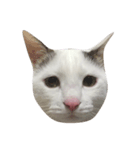 charmingkitty（個別スタンプ：2）