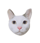 charmingkitty（個別スタンプ：5）