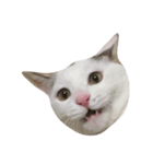 charmingkitty（個別スタンプ：6）
