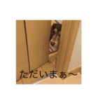 kawaii... momo-chan（個別スタンプ：11）