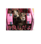 kawaii... momo-chan（個別スタンプ：14）