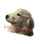ゴールデン・リトリバー まり（個別スタンプ：3）