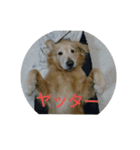 ゴールデン・リトリバー まり（個別スタンプ：6）