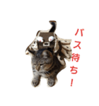 ももcat1（個別スタンプ：1）