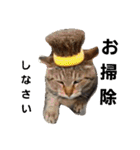 ももcat1（個別スタンプ：2）