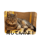 ももcat1（個別スタンプ：3）