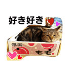 ももcat1（個別スタンプ：7）