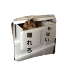 ももcat1（個別スタンプ：8）