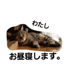 ももcat1（個別スタンプ：9）