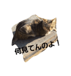 ももcat1（個別スタンプ：10）