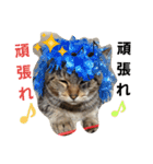 ももcat1（個別スタンプ：12）