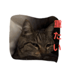 ももcat1（個別スタンプ：13）
