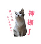 ももcat1（個別スタンプ：14）