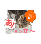 ももcat1（個別スタンプ：15）