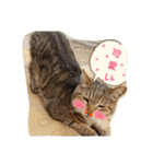 ももcat1（個別スタンプ：16）