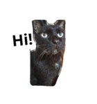 cute black cat lovely lucky（個別スタンプ：1）