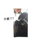 cute black cat lovely lucky（個別スタンプ：5）
