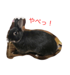 HARUoNo1（個別スタンプ：4）