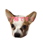 うちの子コロ（個別スタンプ：6）
