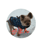 ヨーキー くらら（個別スタンプ：7）