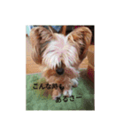 ヨーキー くらら（個別スタンプ：9）