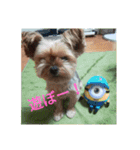 ヨーキー くらら（個別スタンプ：10）
