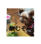 ヨーキー くらら（個別スタンプ：13）