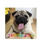 PUG DAIZU（個別スタンプ：4）