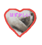 シャム猫のむー太①（個別スタンプ：5）