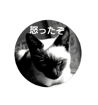 シャム猫のむー太①（個別スタンプ：6）