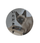 シャム猫のむー太①（個別スタンプ：8）