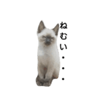 シャム猫のむー太①（個別スタンプ：10）