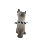 シャム猫のむー太①（個別スタンプ：12）