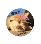 となりの茶豆（個別スタンプ：2）