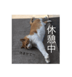 となりの茶豆（個別スタンプ：4）