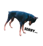Dog Leon！（個別スタンプ：6）