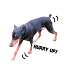 Dog Leon！（個別スタンプ：14）