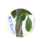 お花好きの人の為のスタンプ（個別スタンプ：5）