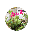 お花好きの人の為のスタンプ（個別スタンプ：9）