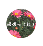 お花好きの人の為のスタンプ（個別スタンプ：11）