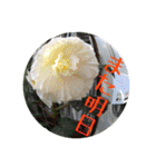 お花好きの人の為のスタンプ（個別スタンプ：13）