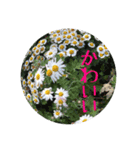 お花好きの人の為のスタンプ（個別スタンプ：16）