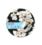 お花好きの人の為のスタンプ（個別スタンプ：25）