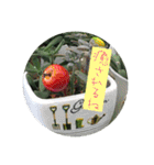 お花好きの人の為のスタンプ（個別スタンプ：29）