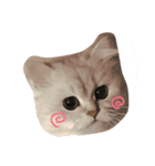 ねこ ペルシャの日常スタンプ（個別スタンプ：1）