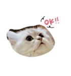 ねこ ペルシャの日常スタンプ（個別スタンプ：2）