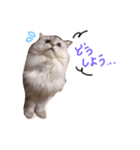 ねこ ペルシャの日常スタンプ（個別スタンプ：3）