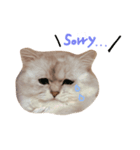 ねこ ペルシャの日常スタンプ（個別スタンプ：5）