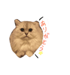 ねこ ペルシャの日常スタンプ（個別スタンプ：6）