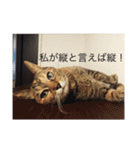happy cats 8（個別スタンプ：1）